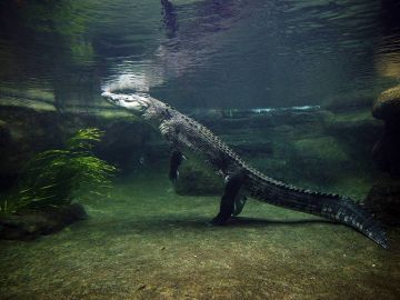 1600x1200px Alligator Wallpaper Background - Android / iPhone HD Wallpaper Background Download